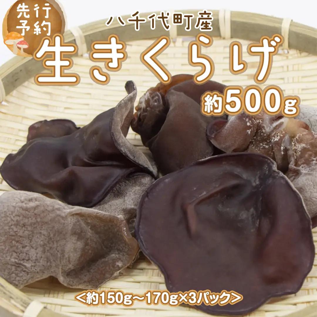 【先行予約 2026年6月以降発送】 生きくらげ 約500g 木耳
