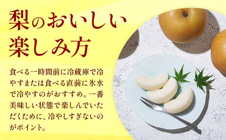 おまかせ梨 秀品 約1.8kg 日本フルーツ株式会社《8月上旬-10月末頃出荷》熊本県 荒尾市 なし 梨 果物 フルーツ デザート ギフト ご贈答