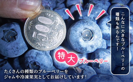 自家農園産・冷凍ブルーベリー1kg（500g×2袋） 北海道 南富良野町 ブルーベリー 果実 冷凍 大容量 冷凍ブルーベリー 果物 フルーツ セット 詰め合わせ 