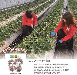 特選☆いちご【まりひめ】1月中旬から5月上旬まで発送【KF9】【A212-frks108】