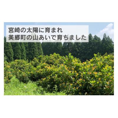 ふるさと納税 美郷町 しきみ しきび 2束 セット 70cm 中村しきみ園 宮崎県 美郷町 樒 [31ay0004] |  | 01