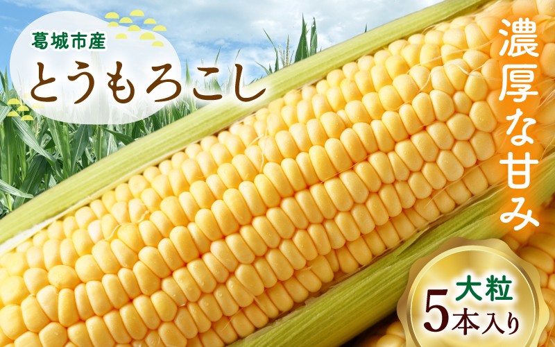 
                  奈良県産 とうもろこし おおもの 5本入り 【2026年7月初旬～7月末頃に順次発送予定】／ 23ファーム トウモロコシ コーン スイートコーン 美味い  甘い 野菜 産直 新鮮 旬 茹で スープ サラダ グリル 名産 健康 美容 栄養 ふるさと納税 人気 家族  奈良県 葛城市【fumi001】
                
