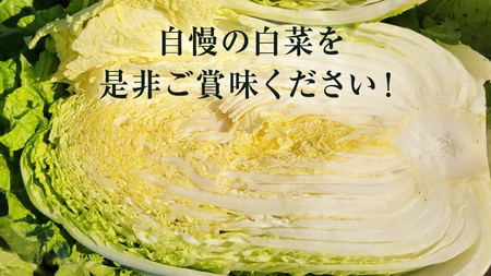 白菜 白菜 白菜 1箱 10kg 生産量 日本一  白菜 白菜 白菜 白菜 白菜 白菜 白菜 白菜 白菜 