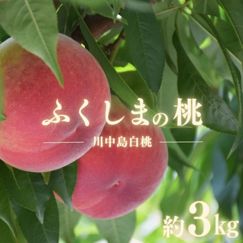 【ふるさと納税】No.1690もも 川中島白桃 約3kg【2025年発送】
