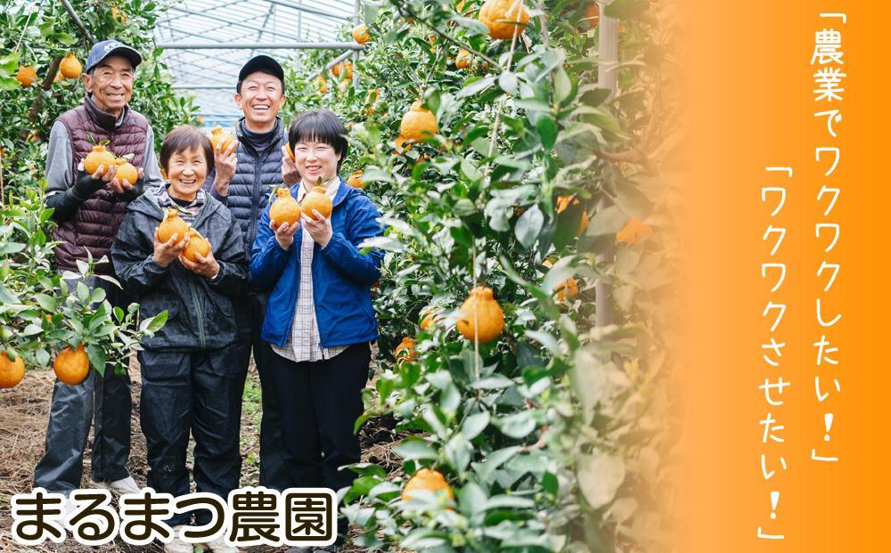 【2025年12月発送】濃厚完熟 木成り温州みかん 10kg ミックスサイズ 和歌山県産