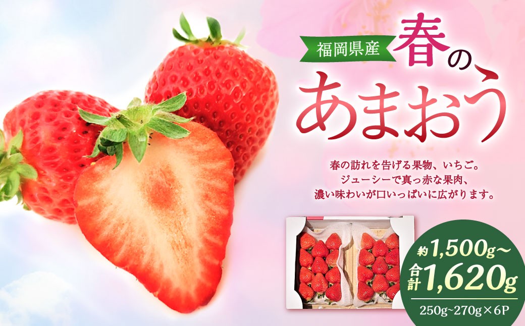 
            春のあまおう （2L・2A・G規格以上 6パック） 合計約1.5～1.62kg 【数量限定】 【2026年3月上旬～4月下旬発送予定】 あまおう 苺 いちご 果物 果実 フルーツ 国産 九州 福岡県 香春町 冷蔵
          
