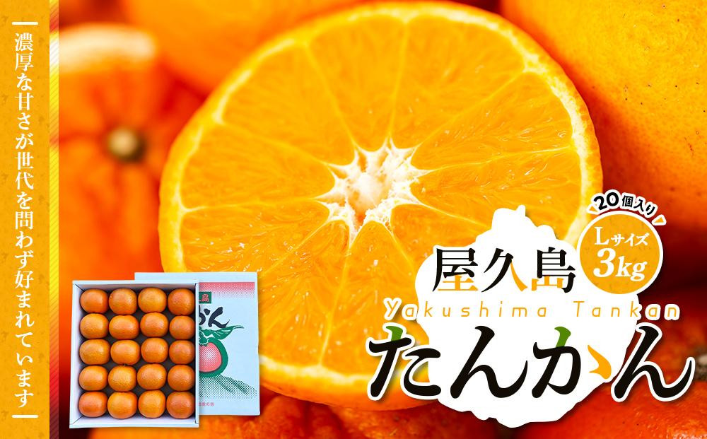 
            【先行予約】屋久島産たんかん Lサイズ 3kg (20個入り)＜渡辺農園＞
          