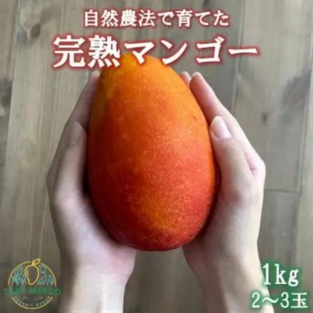 【2027年6月から順次発送】田場農園の栽培期間中農薬不使用マンゴー1kg(2～3玉)【配送不可地域：離島】【1406103】