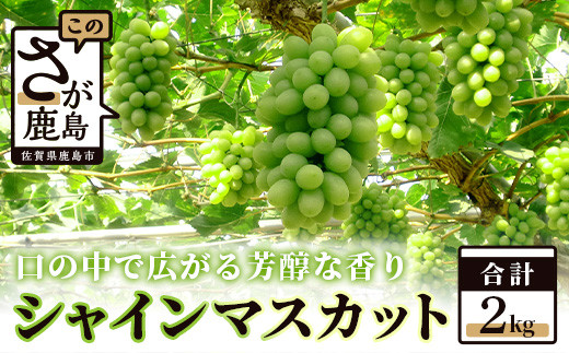 
            D-17 【先行予約】大満足の2kg【たっぷり3～5房】JA直送♪シャインマスカット【2025年8月中旬より発送】佐賀県鹿島市から産地直送皮ごと食べられる贅沢ぶどう 葡萄 果物 フルーツ 旬 甘い 美味しい 人気 ギフト◎ 送料無料 

          