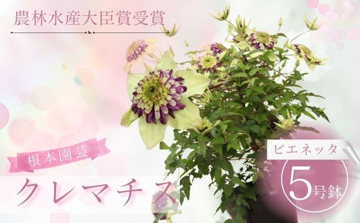 【先行予約】クレマチス ビエネッタ (白系) 5号鉢 | 花 お花 ホワイト 白 5号 花ギフト フラワーギフト 鉢花 鉢植え ギフト プレゼント 贈答 農林水産大臣賞受賞 根本園芸 クレマチス aj002-aa