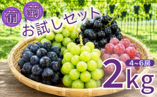 【2026年8月から発送】【先行予約】 2026年発送 旬のぶどう食べ比べお試しセット シャインマスカット 巨峰 ベリーA べりーa 翠峰 クイーンニーナ ぶどう 容量 お試し 旬 果物 新鮮産直 果物 くだもの フルーツ 産地直送 ご家庭 家庭用 贈答 人気 ギフト 贈答 福岡県 福岡 川崎町