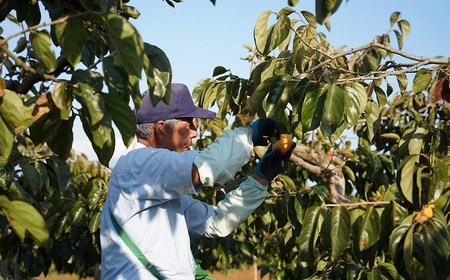 【令和7年産先行予約】にこにこふぁーむのあまーい種無し庄内柿　ホワイトリカー35度で渋抜き済　M～Lサイズ 約3kg（12～18個入）K-727
