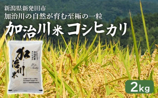 【加治川米コシヒカリ】 令和7年産 新潟県産 コシヒカリ 2kg   新潟県 新発田市 加治川産  新発田産 新潟 ふるさと納税 精米 米 お米  こしひかり 白米 米 お米 こめ コメ ライス ご飯 ごはん 美味しい 贈り物 国産 新潟県 新発田市 お取り寄せ 令和7年産米 産地直送 GAP認証 JGAP アグリ加治川 agk001