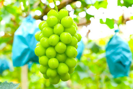 ＜25年発送先行予約＞【年2回定期便】桃・シャインマスカット 106-022