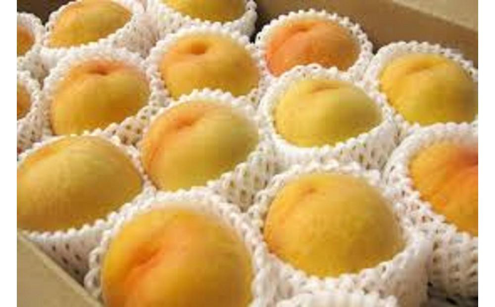 
            【令和7年産先行受付】山形県産黄桃秀品5kg※品種おまかせ 柔らかくなる桃
          