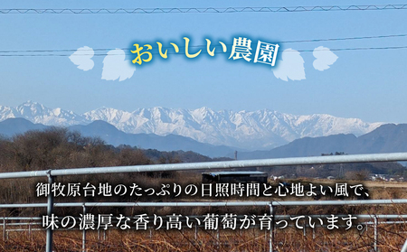 【先行受付2026年発送】シャインマスカット1kg以上（2～3房）｜御牧原おいしい農園　※2026年10月上旬～10月下旬頃発送予定