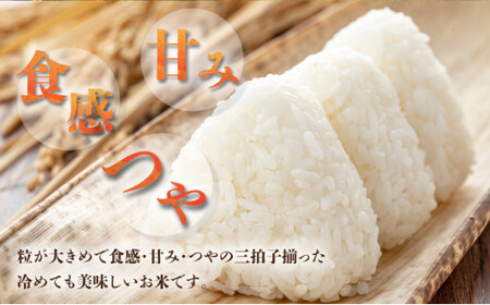 【石垣島産】日本最南端の日本一早い新米（清兵衛）5kg×1袋  TN-02