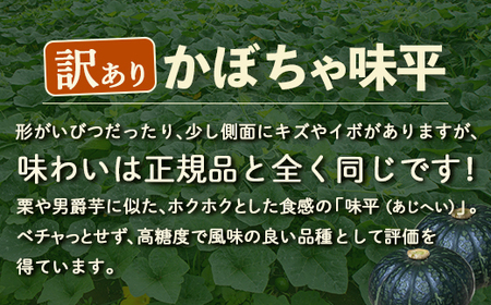 【2024年8月下旬から出荷】 訳あり 北海道 豊浦産 かぼちゃ 味平 10kg 5～7玉入り