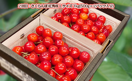 【定期便2回】さくらんぼ 味くらべ 1kg入り 【令和7年産先行予約】FS23-866 くだもの 果物 フルーツ 山形 山形県 山形市 2025年産