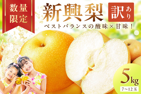 フルーツ 梨【先行予約／数量限定700】新興梨（訳あり） 5kg （7～12玉）（2026年9月下旬～発送）(赤梨 梨 ナシ 梨 梨 梨)