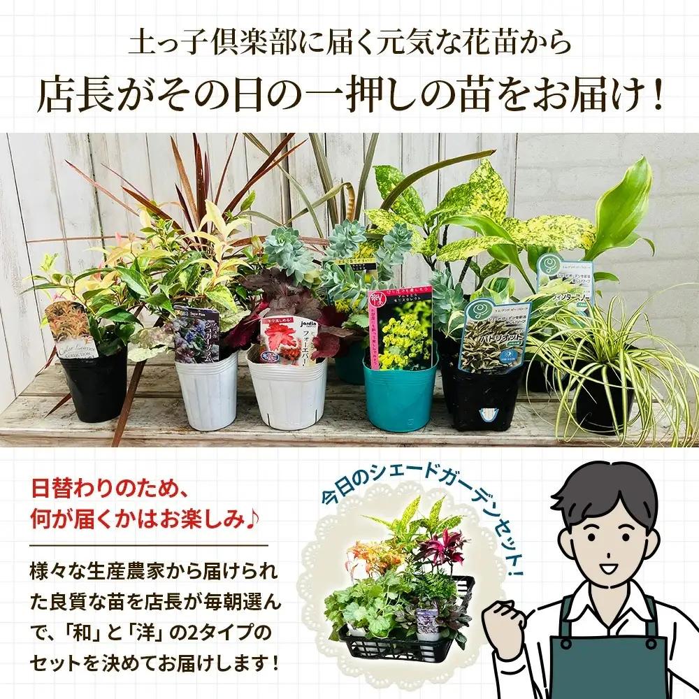 日陰で育つシェードガーデン（洋風）セット【ガーデニング 家庭菜園 園芸 初夏 夏 花壇 庭 鉢 玄関 プランター 寄せ植え おうち時間 趣味 ベランダ 土っ子倶楽部 プレゼント ギフト 】