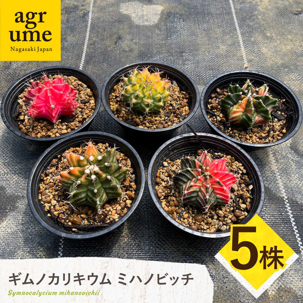 【ふるさと納税】ギムノカリキウム ミハノビッチ 5株 Gymnocalycium mihanovichii 長与町/アグリューム[EAI224]
