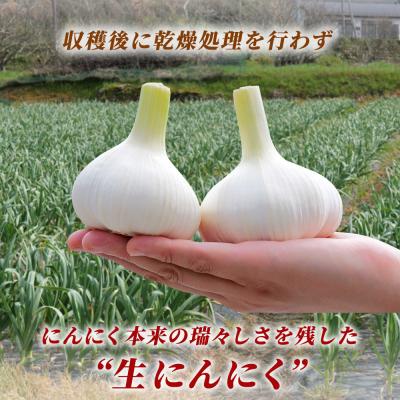 ふるさと納税 西予市 【先行予約】<生にんにく サイズ混合 約1kg> 国産 ニンニク 生 野菜 |  | 02