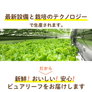 レタス ピュアリーフ 6個入り リーフレタス 栽培期間中 無農薬 新鮮 サラダ 最新植物工場レタス