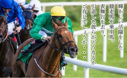 【引退競走馬 余生支援】北海道 岩内町 ホーストラスト北海道 支援 競馬 F21H-574
