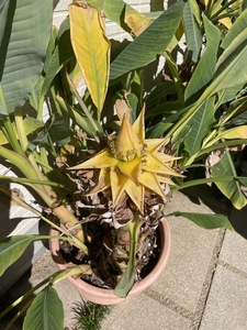 上郡町産 地湧金蓮（チュウキンレン）の苗木 | 地湧金蓮 植物 花 縁起 開運 兵庫県 上郡町