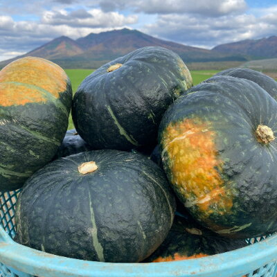 【ふるさと納税】【2026年発送　先行予約】かぼちゃ 1箱10kg(6～8玉)【1258786】