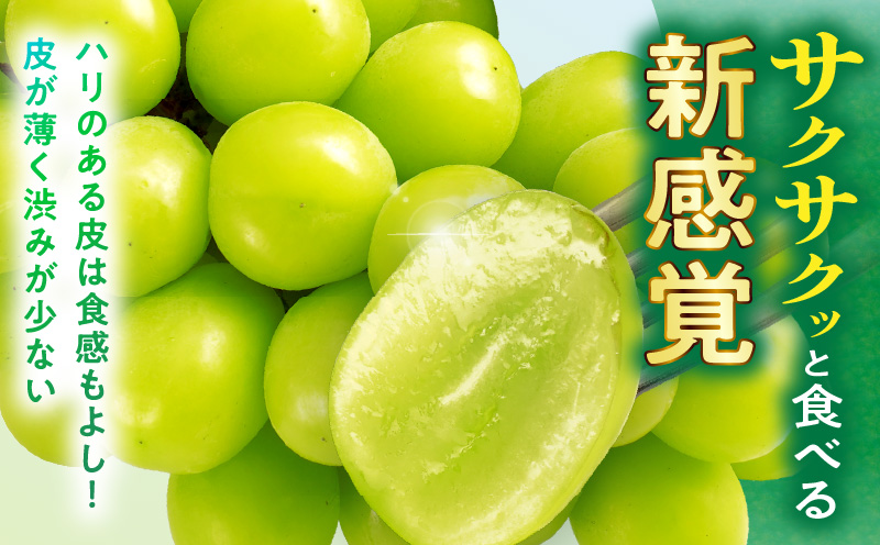 【2026年発送先行受付】訳ありシャインマスカット 約2kg　2〜6房 訳あり シャインマスカット マスカット ぶどう ブドウ 葡萄 果物 フルーツ 期間限定 新鮮 くだもの 国産 ギフト お裾分け 