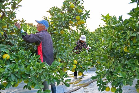 浜田巧の土佐文旦10kg家庭用