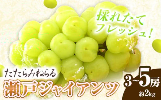 【先行予約】たたらみねらる 瀬戸ジャイアンツ 約2kg （3〜5房） Y＆G.ディストリビューター株式会社《2026年8月下旬-10月下旬頃出荷予定》岡山県 笠岡市 マスカット ぶどう ブドウ 葡萄 フルーツ 果物