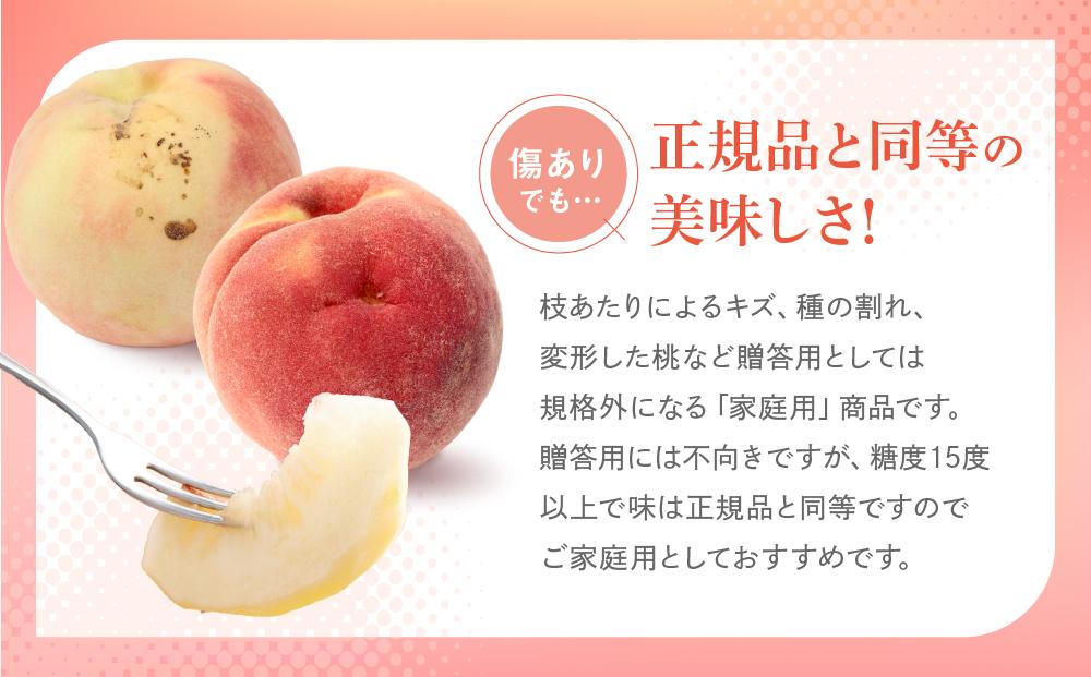 【2025年先行予約】【訳あり】飛騨の桃（4-8玉）糖度15度以上 品種おまかせ ご家庭用｜桃 もも 極上の甘さ 濃厚な甘さ 甘い 訳アリ 規格外 朝採り 朝採れ農家直送 飛騨高山つむぎ果樹園 GH0