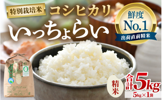 【先行予約】【令和8年産・新米】【一等米】特別栽培米 いっちょらい 精米 5kg ／福井県産 ブランド米 コシヒカリ ご飯 白米 新鮮  大賞 受賞 ※2026年10月上旬以降順次発送予定 [aw012-a039]