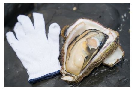 海女採り 尾鷲産天然岩牡蠣（いわがき）　大容量５kgセット（カキ平均サイズ約400g）　MK-13