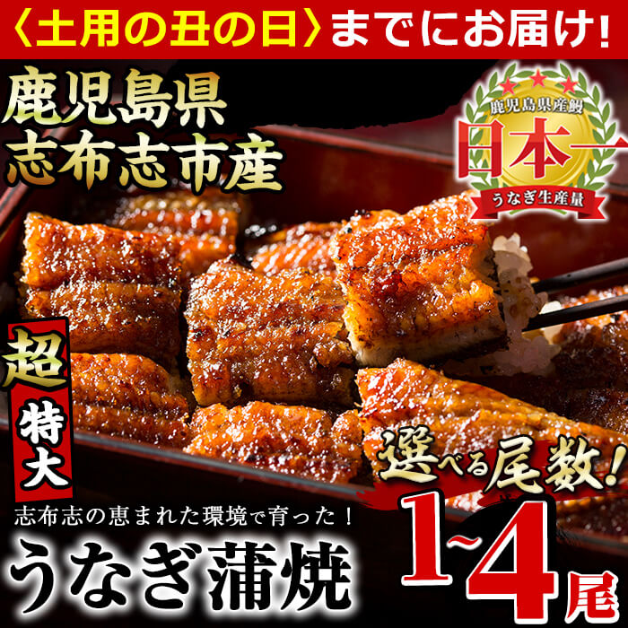 【ふるさと納税】【7/7までの入金で丑の日までにお届け】【尾数が選べる！】鹿児島県産 うなぎの大楠＜超特大＞1尾〜4尾！うなぎ 鰻 ウナギ 1尾 2尾 4尾 国産 九州産 蒲焼き かばやき 冷凍 うな重 ひつまぶし タレ 山椒 真空パック ランキング 人気【大楠鰻】