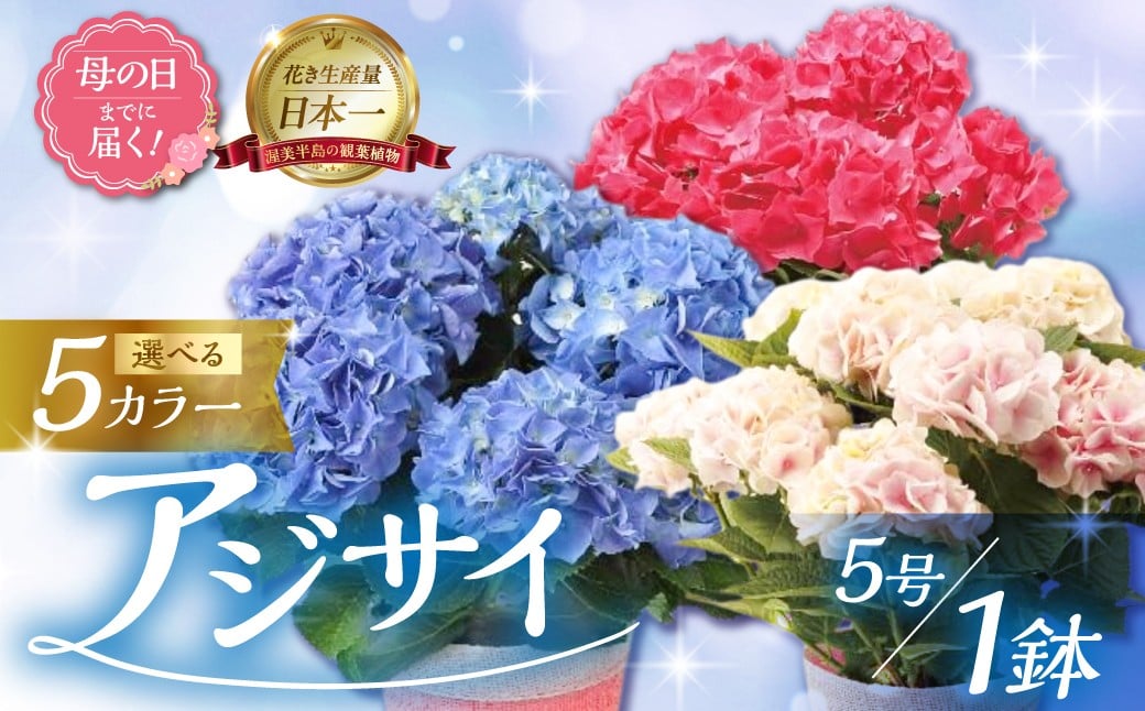 
                  《母の日までにお届け》アジサイ 選べるカラー 5種類 アジサイ あじさい 紫陽花 花 鉢植え 鉢 鉢花 花 観葉植物 植物 5号鉢 人気 おしゃれ かわいい 母の日 プレゼント 贈り物 贈答 ギフト 冬 フラワーギフト 母の日 ありがとう お母さん 母 記念日
                