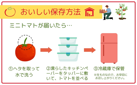 ミニトマト サンチェリー 1.5kg 7月発送 トマト とまと プチトマト 新鮮 野菜 農家直送 1キロ おすすめ ギフト 贈答 プレゼント 10000円 1万円 福島県 田村市 田村 よしのや農園