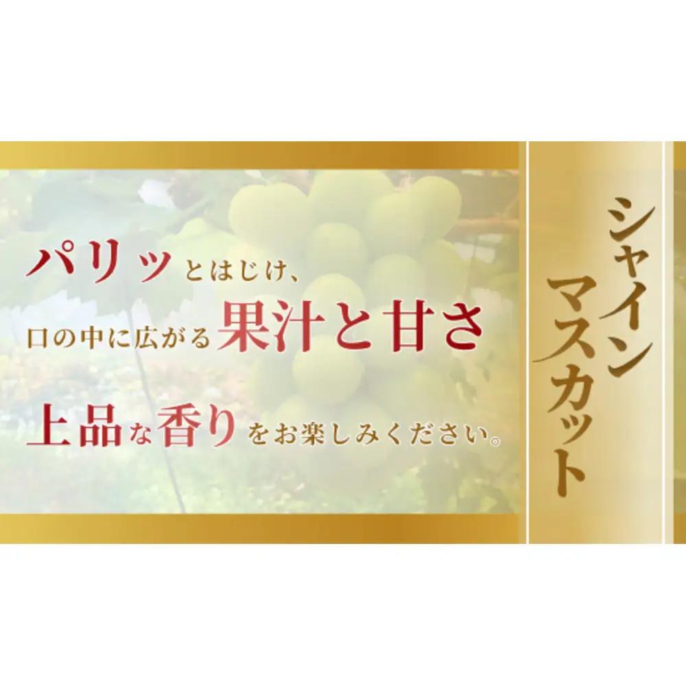 《2026年発送》岡山市産シャインマスカット 2〜3房 1.3kg以上