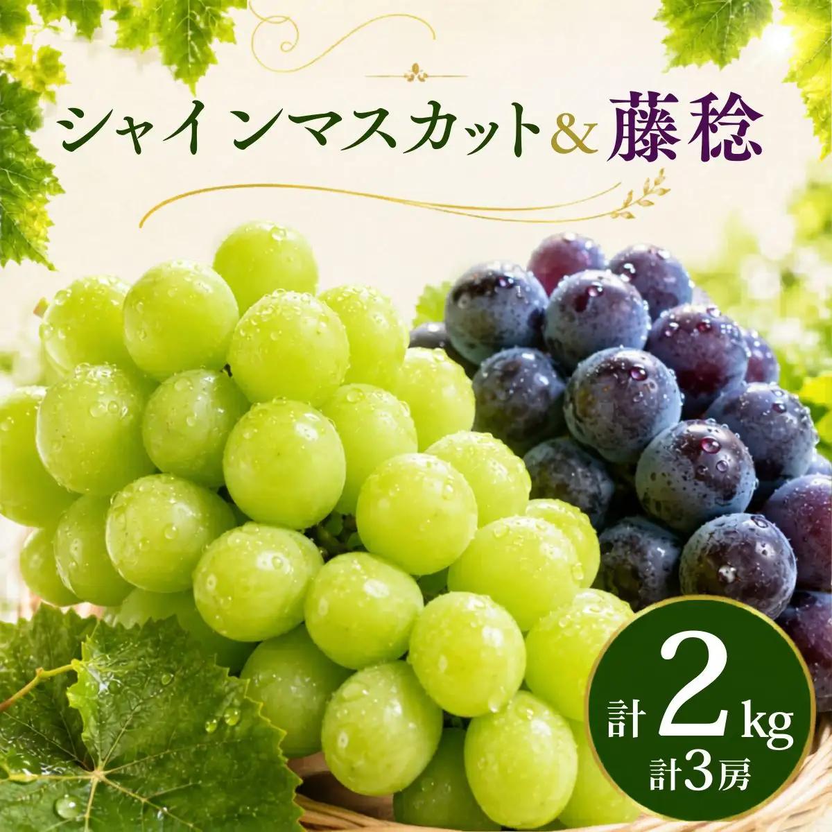 食べ比べ シャインマスカット2房 藤稔1房 約2kg シャインマスカット 藤稔