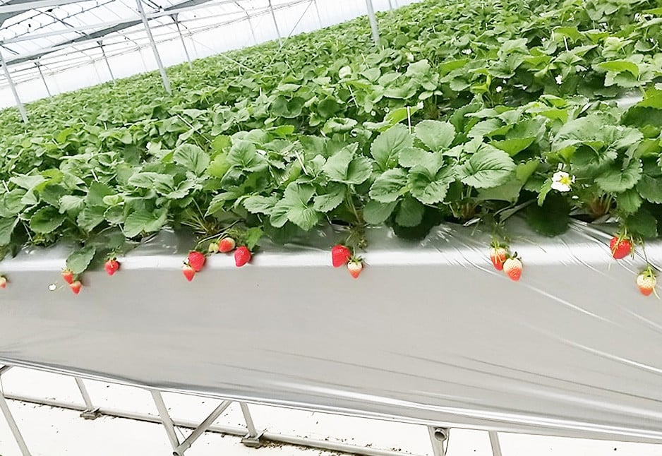 【天然発酵堆肥で育てた】2～3L さがほのか 15粒