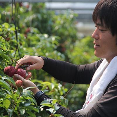 ふるさと納税 安芸市 メリーガーデンの生ライチ |  | 02