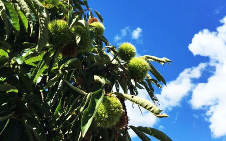 ＜期間限定＞ 栗きんとん 10個入り 【虎渓渡辺製菓】 栗 和菓子 くりきんとん[MCM009]