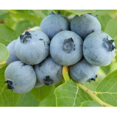 
                  信州　中野市産ブルーベリー100g 12パック入り【1494242】
                