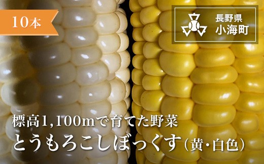 あとくら農園 トウモロコシぼっくす（白色黄色）10本セット| 野菜 新鮮 旬 トウモロコシ 【 2026年発送 先行予約 】