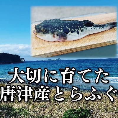 ふるさと納税 唐津市 唐津産 とらふぐてっさと切り身の贅沢食べ比べ!6人前 |  | 02