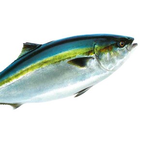 活け〆オリーブぶり1本(四分一カット)【12月頃から出荷開始!】【D-513】