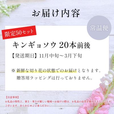 ふるさと納税 伊豆市 【先行受付・限定50セット・11月中旬〜3月下旬配送】キンギョソウ(20本前後) |  | 03